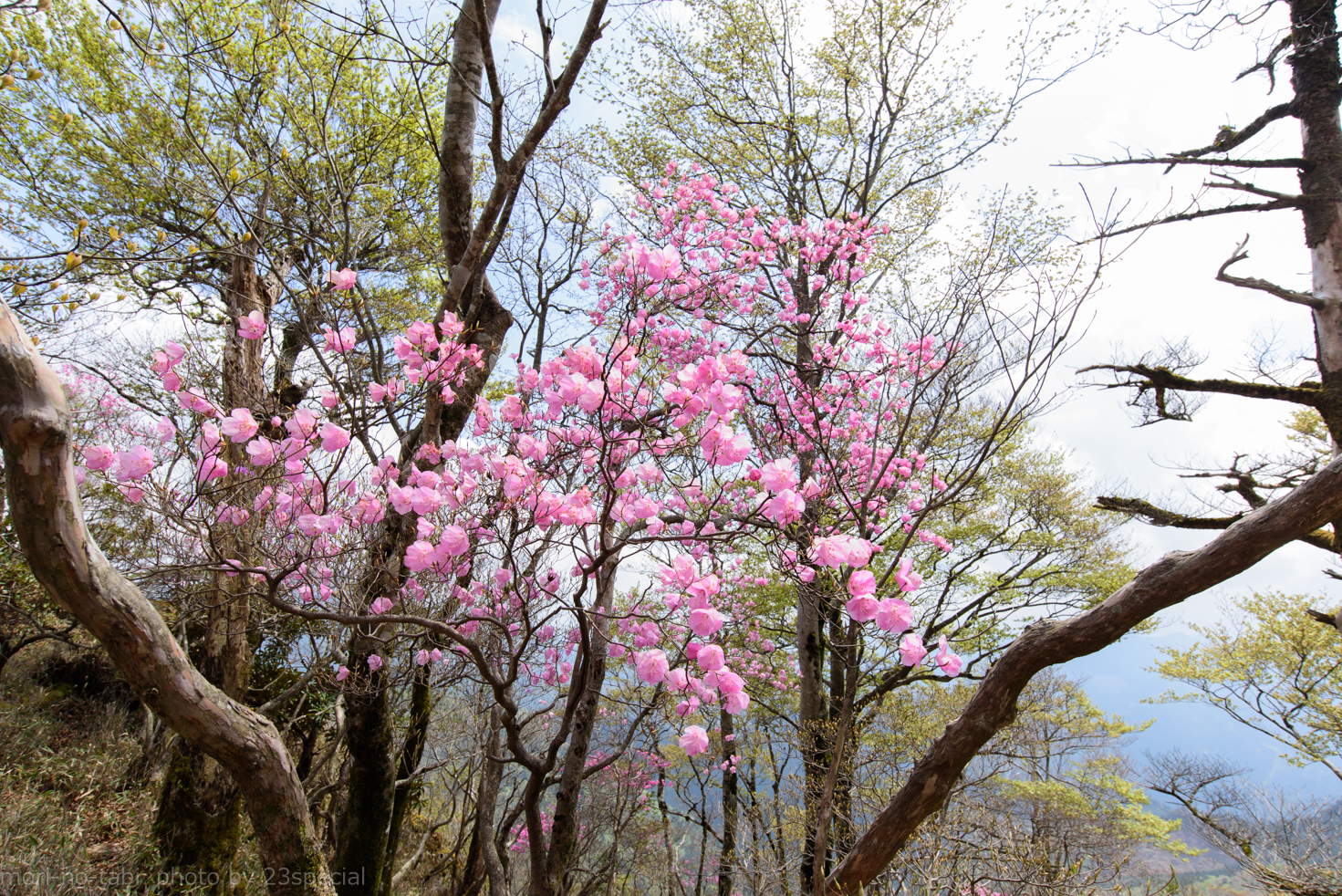 奥工石山　アケボノツツジに染まる春の山