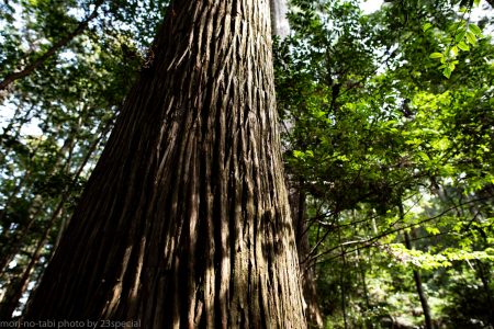 【mori no tabi movie】千本山　巨木の森でゆったり森林浴