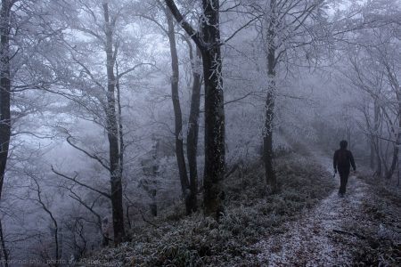 阿波国見山　幽玄な霧氷の森を歩く