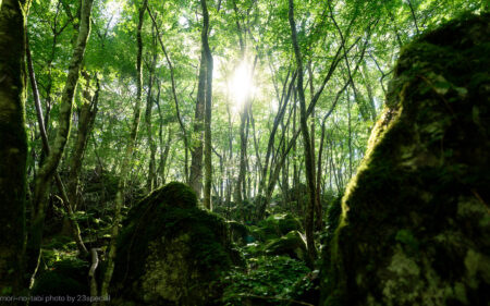 山犬嶽　想像を絶する苔の森歩き